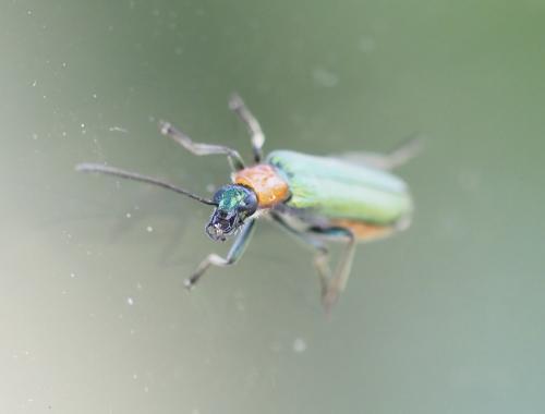 Réf. 234 385 : Anogcodes seladonius